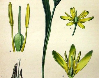 Antique flower lithograph, 1886 antique Yellow Star of Bethlehem print, vintage lily flowering plant engraving, FLOWERS  botanical plate.