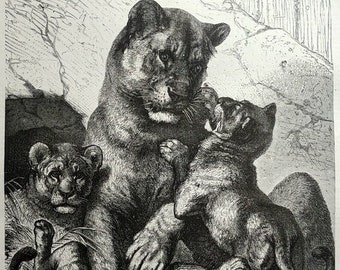1875 amazing colossal antique lioness and lion cubs print,felines engraving, wild cats,  oddity curiosity lions plate illustration.