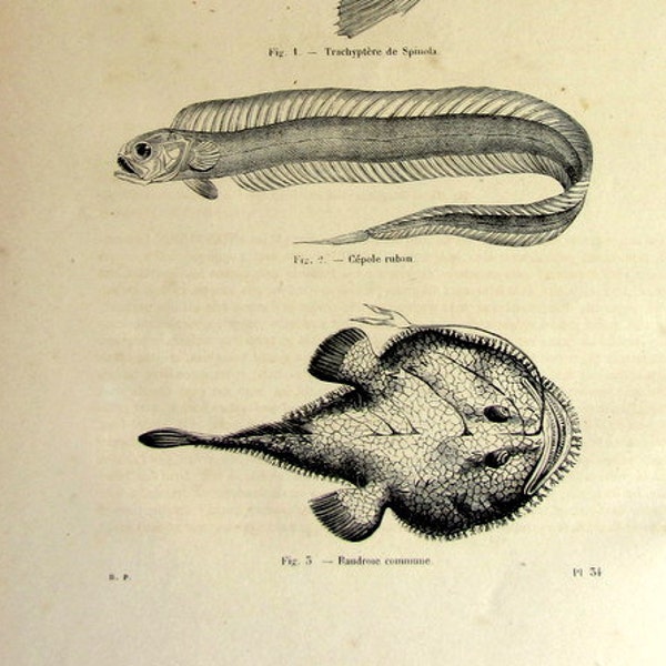 1860 Curious antique fishes engraving, vintage fish print, original sea life illustration, Goosefish Ribbon Fish Cepole ruban late marine.