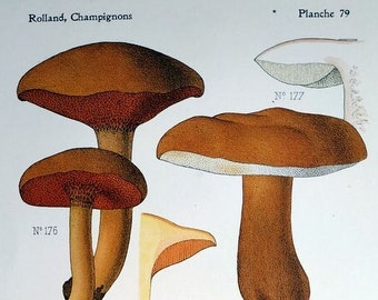 Mushroom COLOR lithograph - fungi- Boletus- Antique mycology peppery bolete engraving- Fungus botany - 1910  botanical plate- Kitchen decor.