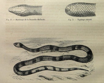1860 Vintage skeleton of snake engraving, antique false coral  print, original snakes colubrid reptiles, zoology venom scales plate.