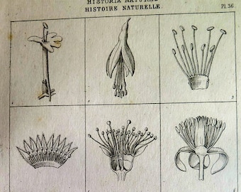 Ancient flowers print, antique botanical plants Linne system engraving, oddity curiosity botany taxonomy plate illustration..