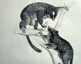 1860 Antique original lesser galago engraving, vintage primate print, Lesser bushbabies of Madagascar mammal natural history plate.