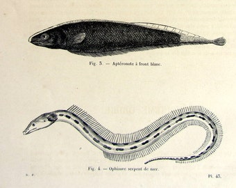 Serpent eel Apteronotus, 1860 Antique electric fish print, original vintage  engraving, original sea life illustration, marine ocean plate.