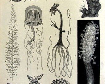 1904 engraving of Cnidaria , antique marine sea life print, curiosity oddity zoology Jellyfish coral COLENTERATEN .