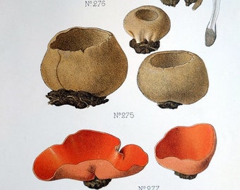 Orange peel fungus print, 1910  antique fungus color lithograph, mushroom mycology engraving plant botany, kitchen wall decor, biology.