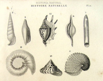 1852 Georgeos vintage molluscs engraving, old original sea shell print, mollusk plate illustration, squid limpet volute nautilo clam.