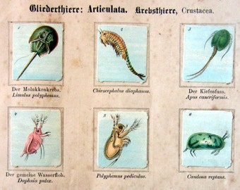 12 Trading cards Crustaceans print,1880 antique color album engraving, vintage chromo horseshoe crab goose barnacle, illustrations in relief