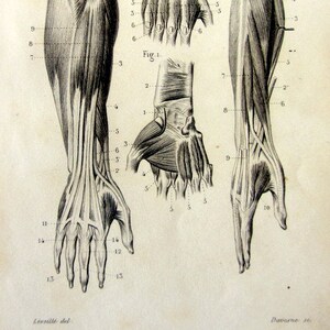 menschliche Handmuskeln