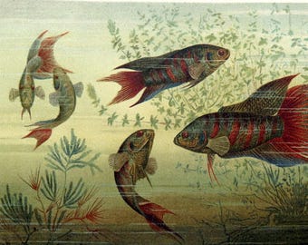 1896 antique  paradise fishes engraving  color lithograph, original MARINE life antique  print zoology animals.