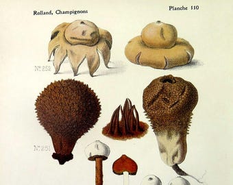 PRINT of MUSHROOMS, Antique 1910 vintage non edible fungus, spiny puffball  fringed earthstar mushrooms fungi engraving, mycology print