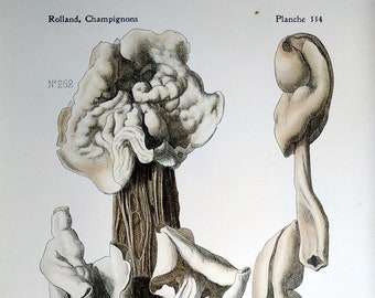 Mushroom print, amazing  original fungus color lithograph,  elfin saddles mycology setae engraving, 1910 art plants wall lithograph.