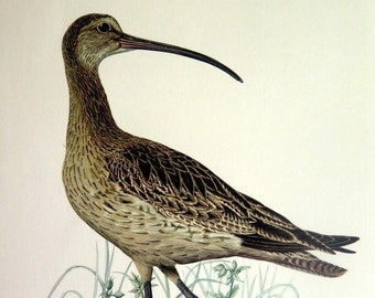 Vintage BIRD color print, 1955 engraving of common curlew , ornithology  waders birds lithograph, egg wading bird wall decor, home decor.