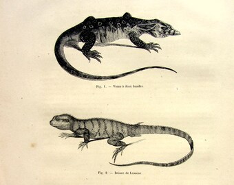 1860 Vintage reptiles print, original antique  engraving, differents species of lizards plate illustration.