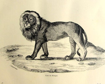 1860 rare vintage lion engraving  antique feline print, original victorian plate illustration, wild cat engraving for frame, Seneal lion.