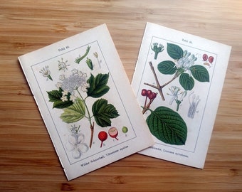 1905 Set of two antique flowers lithographs, vintage original fly honeysuckle and  guelder rose color print, plants botanical engraving.