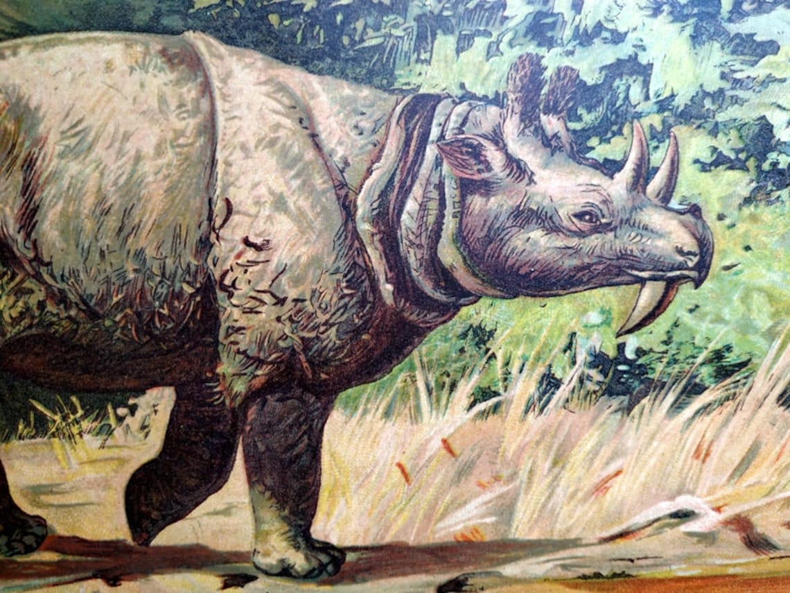 Antique Engraving of Animals of the Prehistoric World 1900 - Etsy