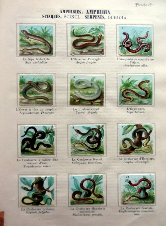 10 Vintage Trading Card Reptiles12 Cps Original Snakes Etsy