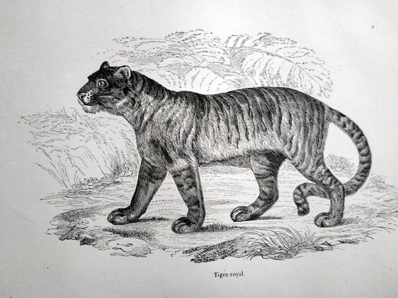 Tiger, Royal Bengal Tiger, Tiger Face, png | PNGWing
