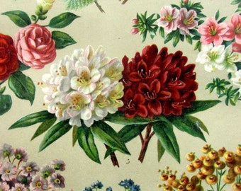 1904 Kalthaus Pflanzen und Blumen Druck, Original Vintage Farbe Blumen Pflanzen Farbe Lithografie, botanische Gravur, Akazie Kamelie.