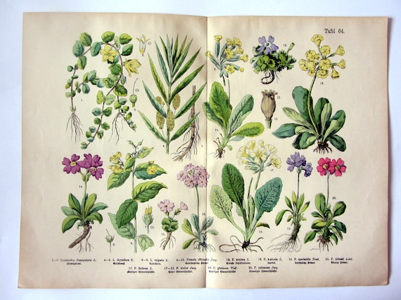 fontein Ontleden Vlot 1895 Verschillende soorten bloemen en planten antieke gravure | Etsy