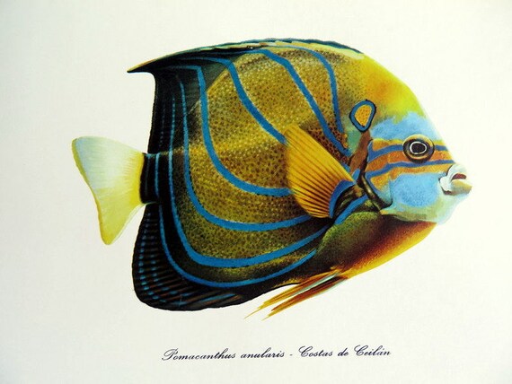 Annularis Angelfish - Angelfish Large - Saltwater Fish
