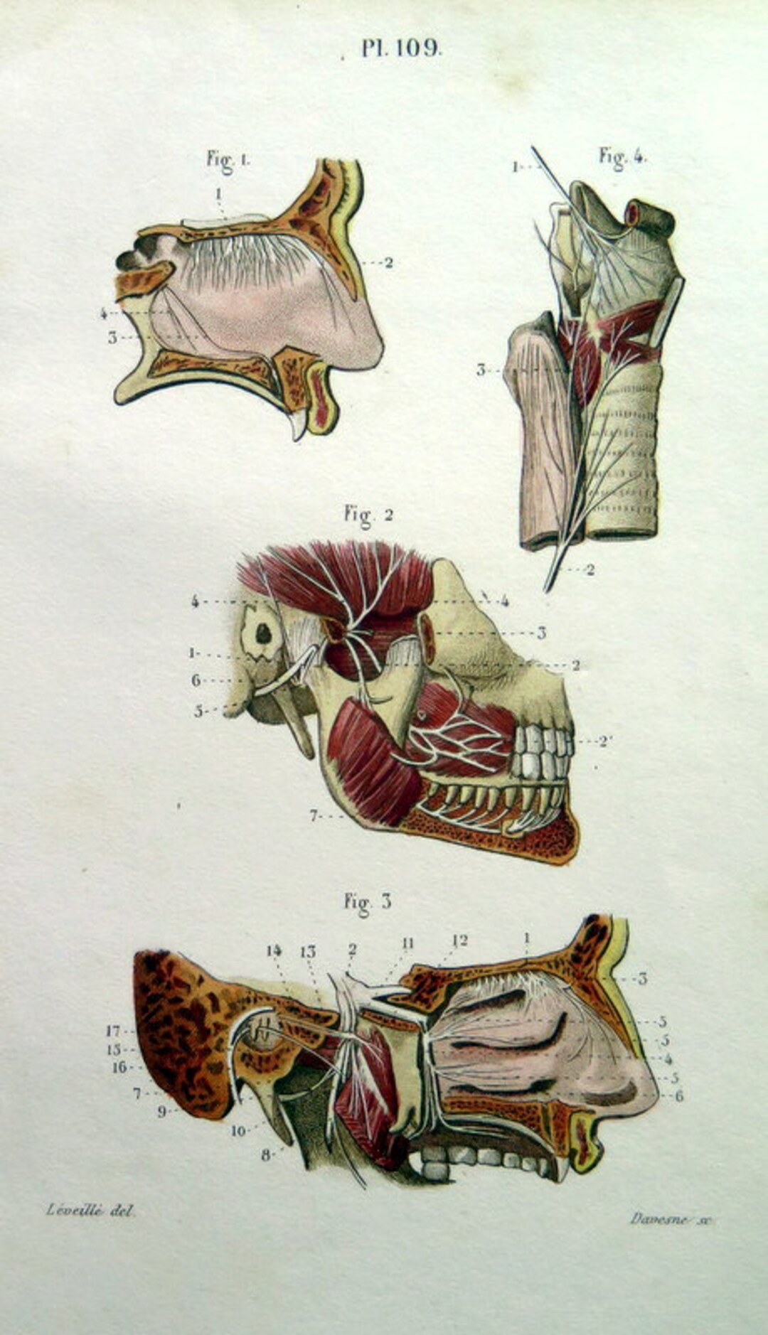 1846 Antique ANATOMY ENGRAVING, Vintage Print of Larynx Mouth and Nose ...