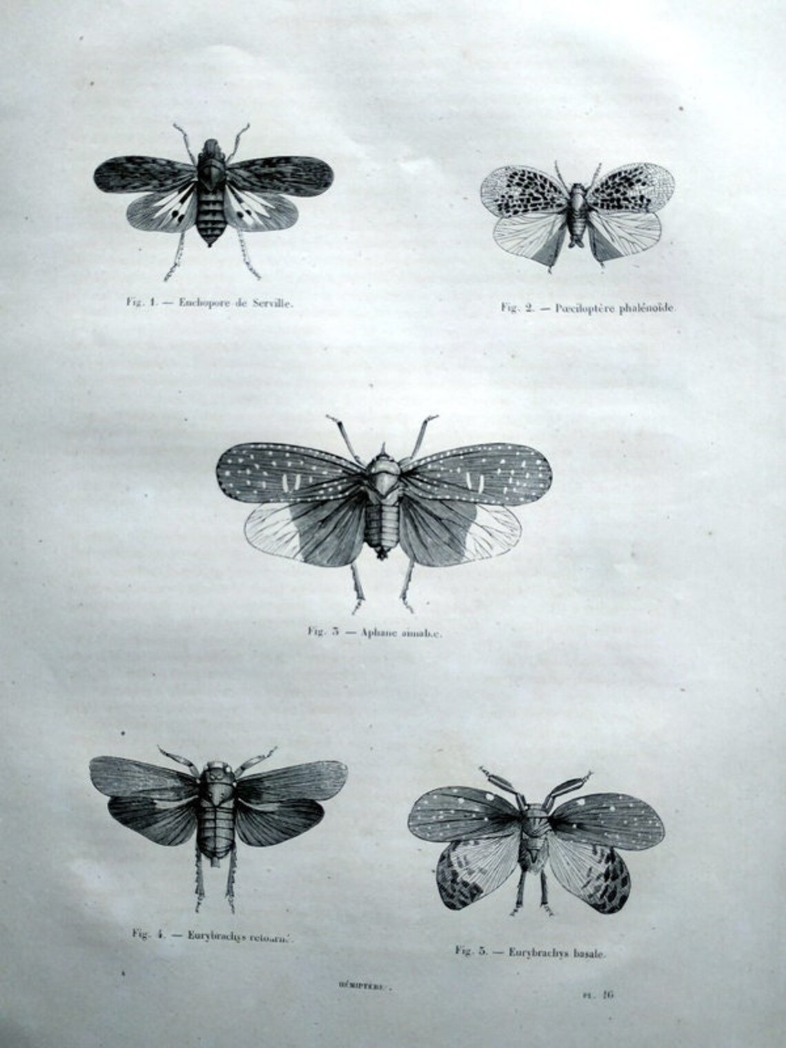 Antique Odd INSECTS Print 1860 Antique Original Hemiptera - Etsy