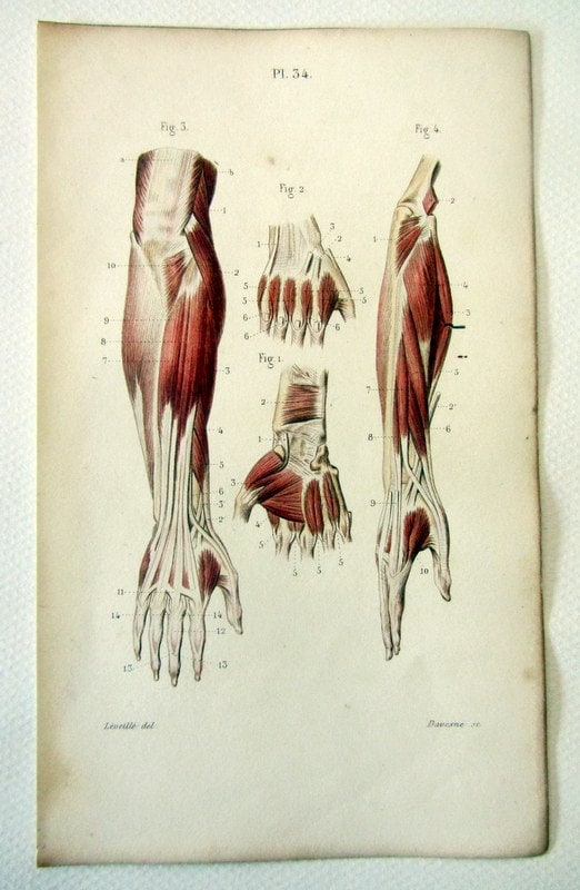 1852 Antique anatomy color lithograph print, muscles posterior forearm ...