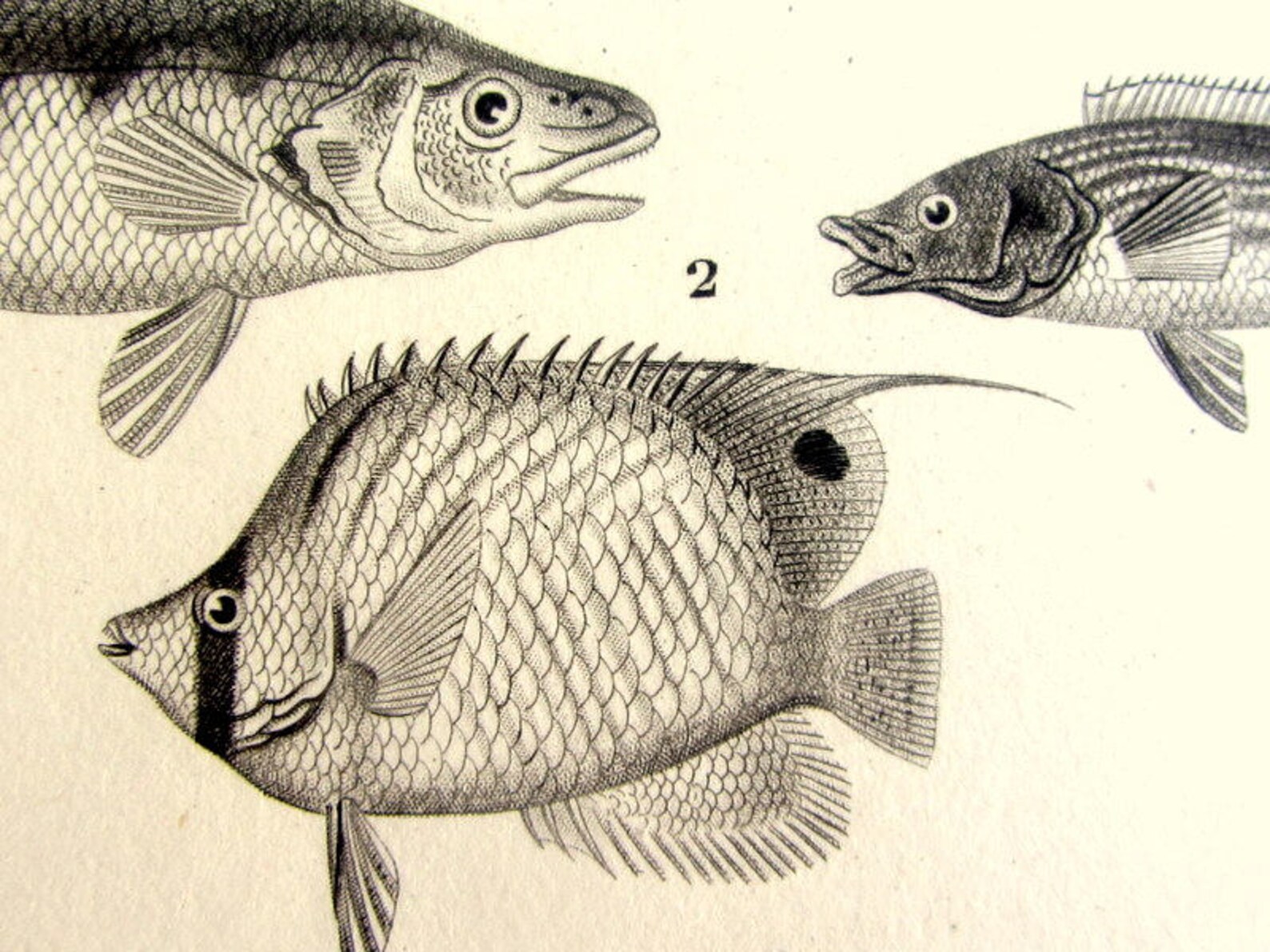 1852 Antique French Fishes Engraving, Original Sea Life Antique Plate ...