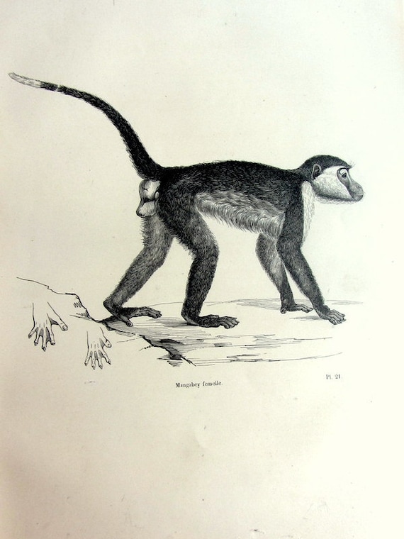 19th Century original hand colored engraving apes monkey nature animal original art rare and gorgeous