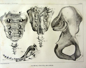 SACRUM COCCYX  COXAL bones engraving, 1831 Curiuos vintage  anatomy print of the pelvis, antique Ilium Puvis, oddity skeleton Osteology .