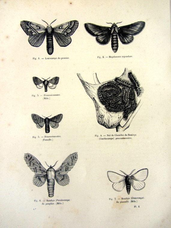Papillon types cheap