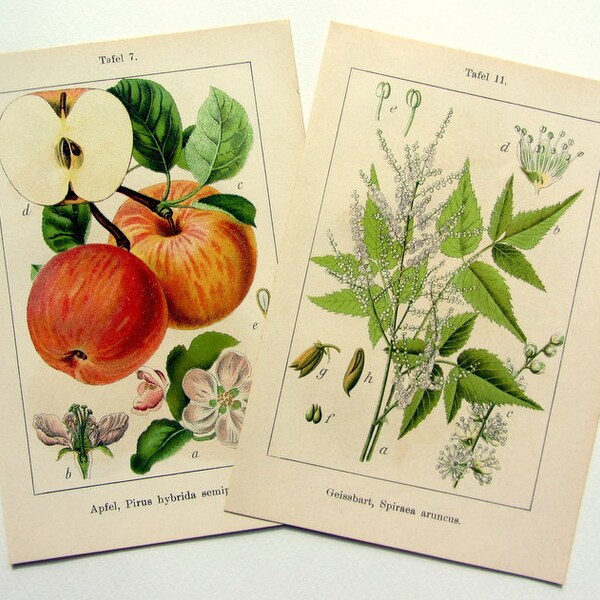 Two antique FRUITS AND FLOWERS lithograph, vintage crab apple,  aruncua and rowan color print, plants apple fruit trees botanical engraving.