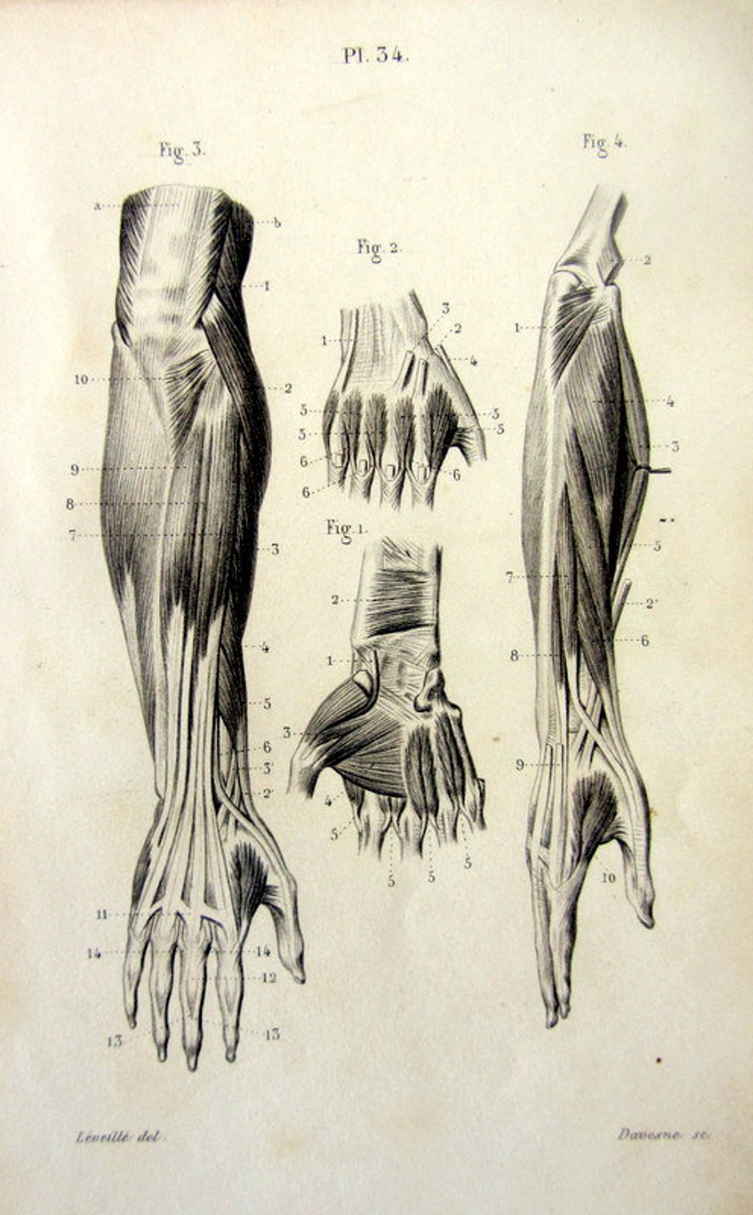1846 Antique Anatomy Myology Engraving, Rare Area Muscles Posterior ...