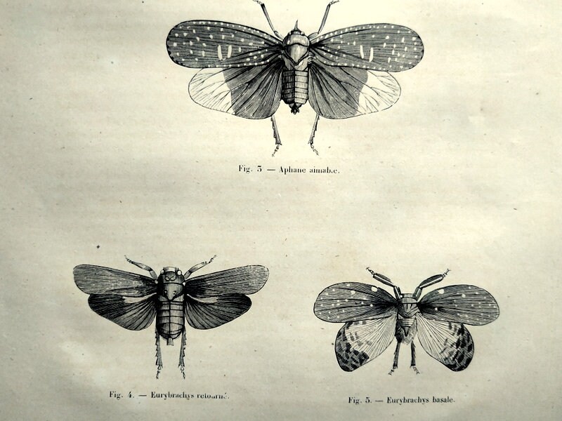 Antique Odd INSECTS Print 1860 Antique Original Hemiptera - Etsy