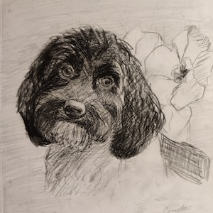 Pet Portrait, Australian Labradoodle II.  8.5 x 11, charcoal on paper.