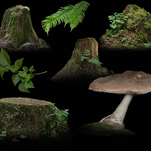 Superpositions de souches d’arbres, de champignons et de plantes de la forêt fantastique