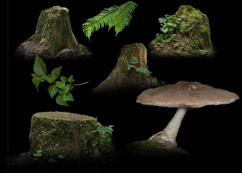 Fantasy Forest Tree Stump Mushroom and Plant Overlays | Etsy