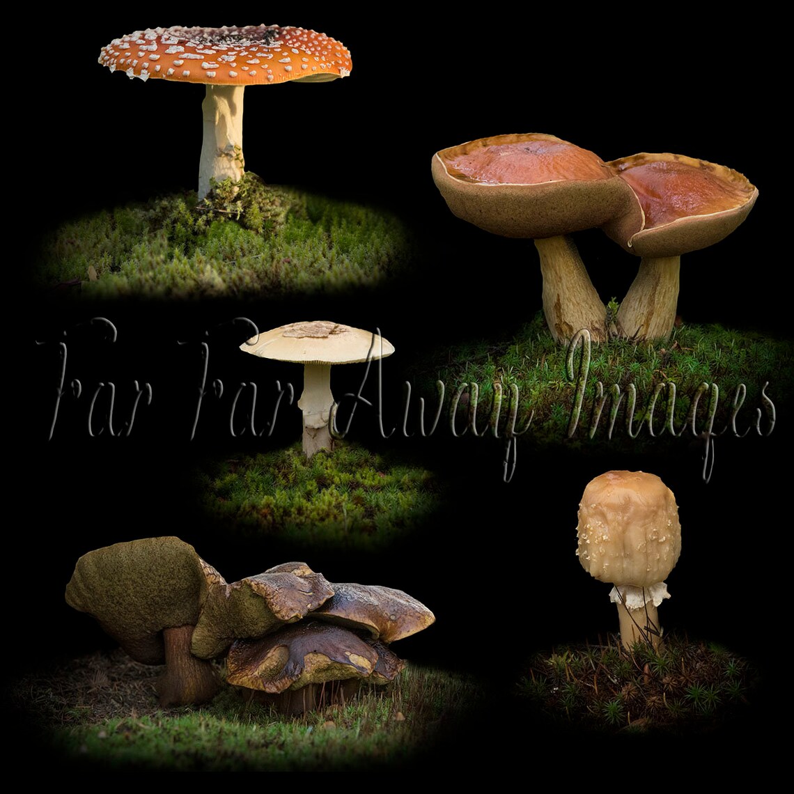 Mushroom Overlays - Etsy