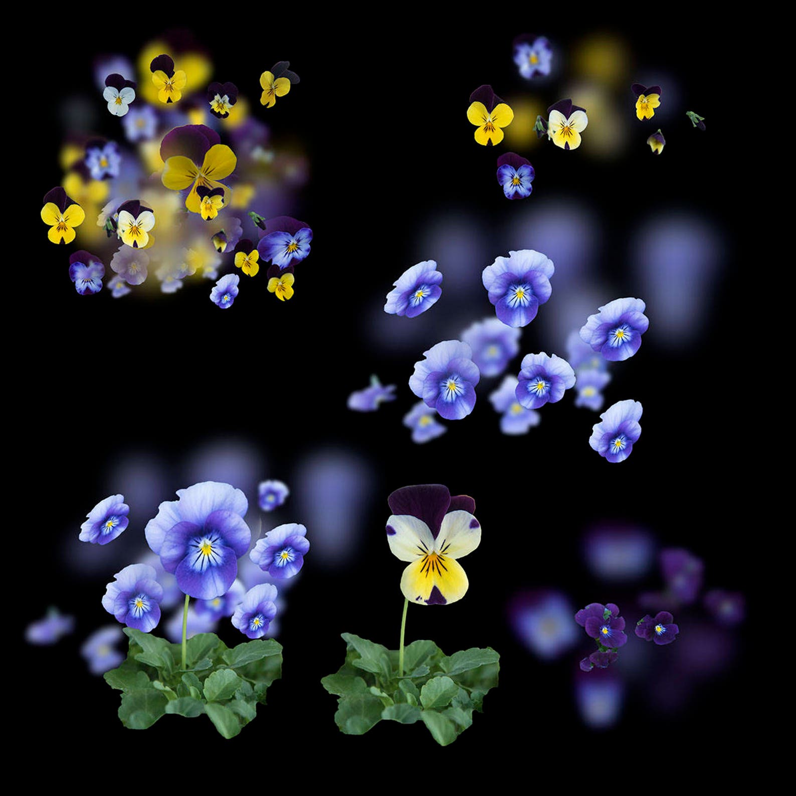 30 Flower Overlays for Photography | Etsy