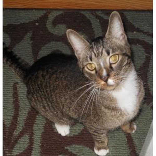 ヴィンテージ ウランガラス クリーマー グリーン デプレッション 4脚