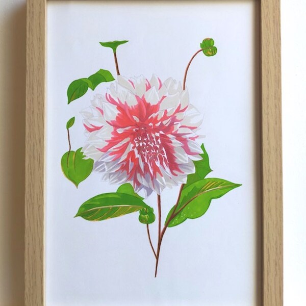 Elégante fleur Dahlia à pétales dégradés en rose et blanc et sa tige verdoyante