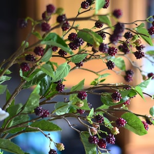 Extra long faux blackberry stems,Artificial blackberry stems, Faux berry, Artificial fruit, Home decor, Faux arrangements