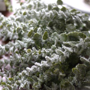 Ijzige sneeuw faux eucalyptus spray, wintergebladerte, nepbloemen, woondecoratie, neparrangementen, seizoensdecor