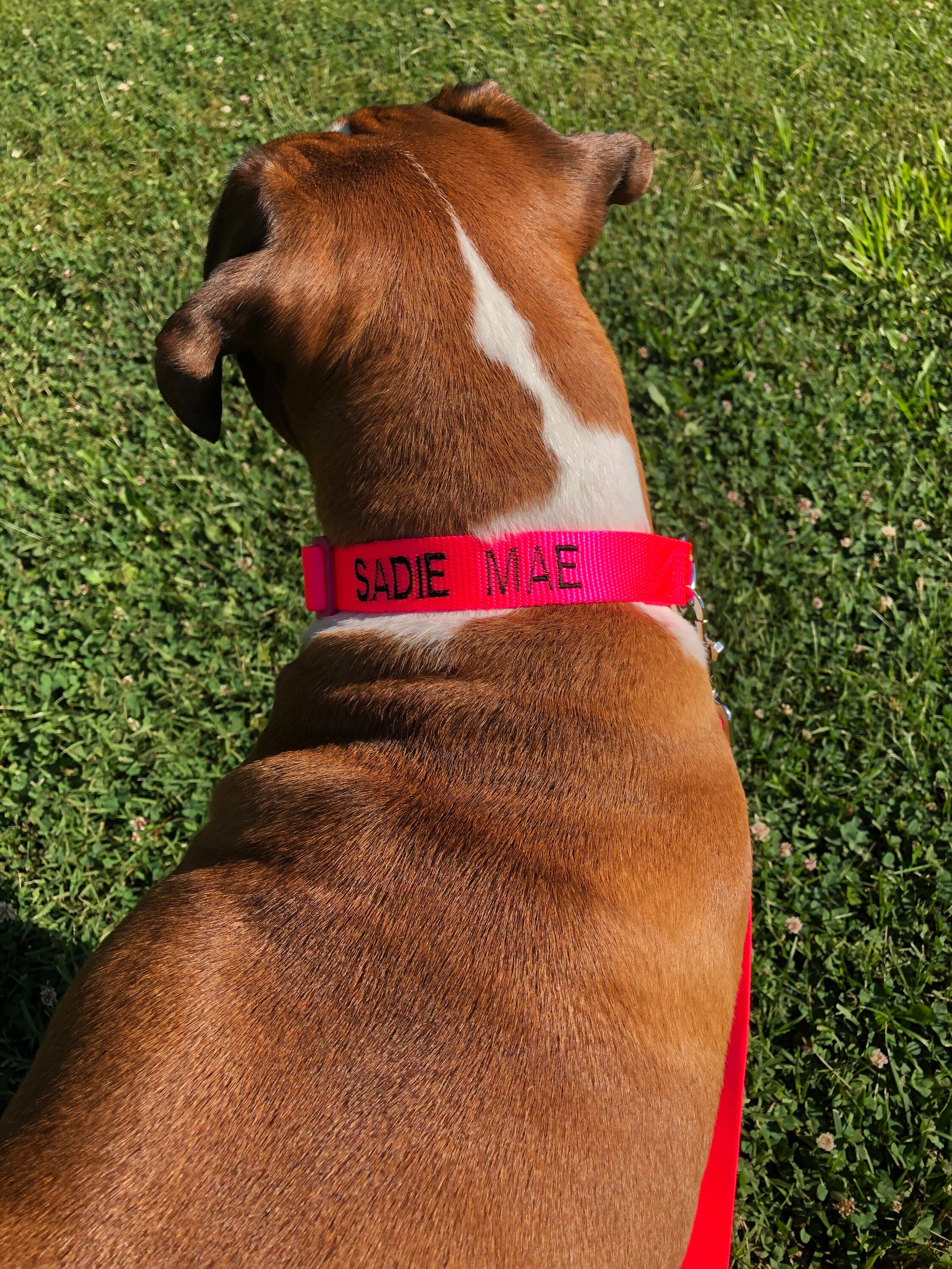 What Are Reflective Dog Collars And Why Does Your Community Dog Need O