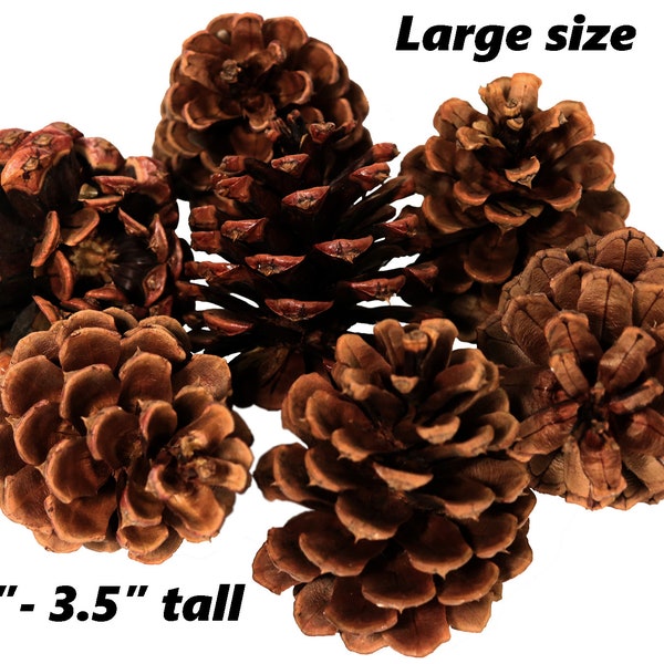 Bulk Pine Cones Etsy