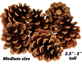 Lot of 25 - Oregon Ponderosa Pine Cones Organic Natural Medium size approx 2.5" - 3" Pinecones Blue Mountains