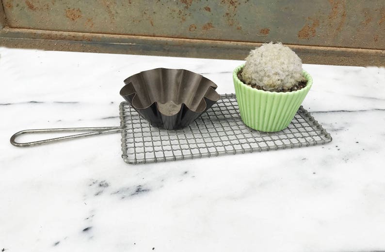 coconut cream puff cactus cupcake