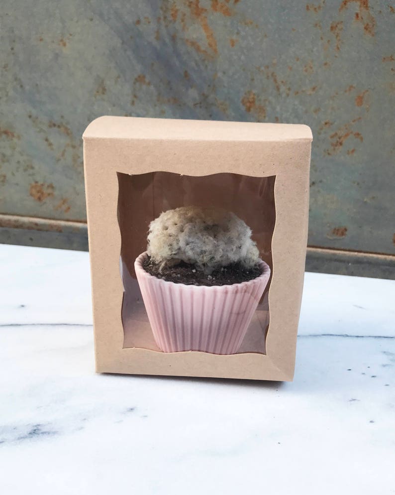 coconut cream puff cactus cupcake